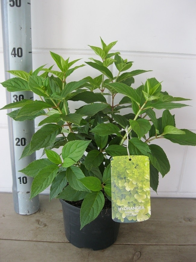  Pluimhortensia (Hydrangea Paniculata 'Limelight'®)