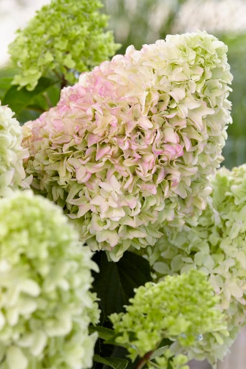  Pluimhortensia (Hydrangea Paniculata 'Little Fresco')