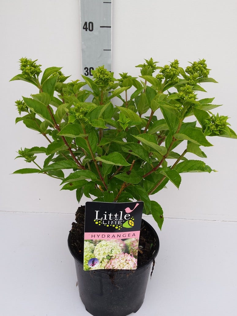  Pluimhortensia (Hydrangea Paniculata 'Little Lime')