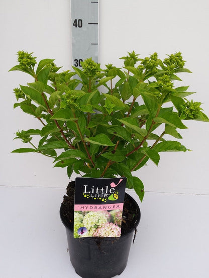  Pluimhortensia (Hydrangea Paniculata 'Little Lime')