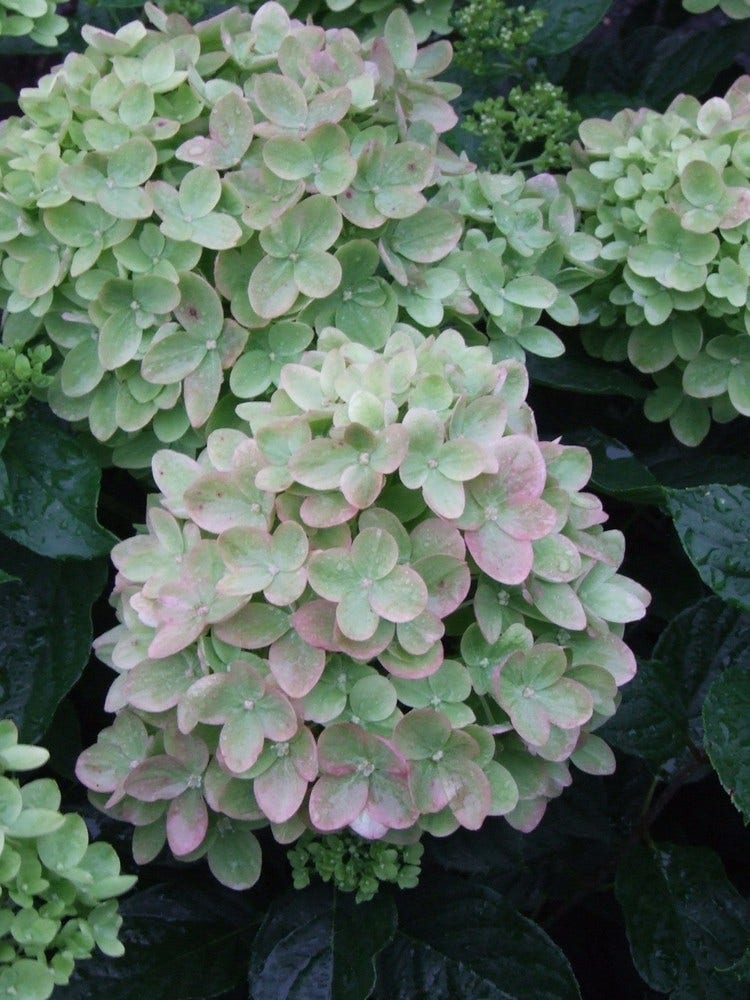  Pluimhortensia (Hydrangea Paniculata 'Little Lime')