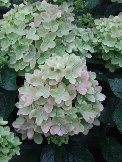  Pluimhortensia (Hydrangea Paniculata 'Little Lime')