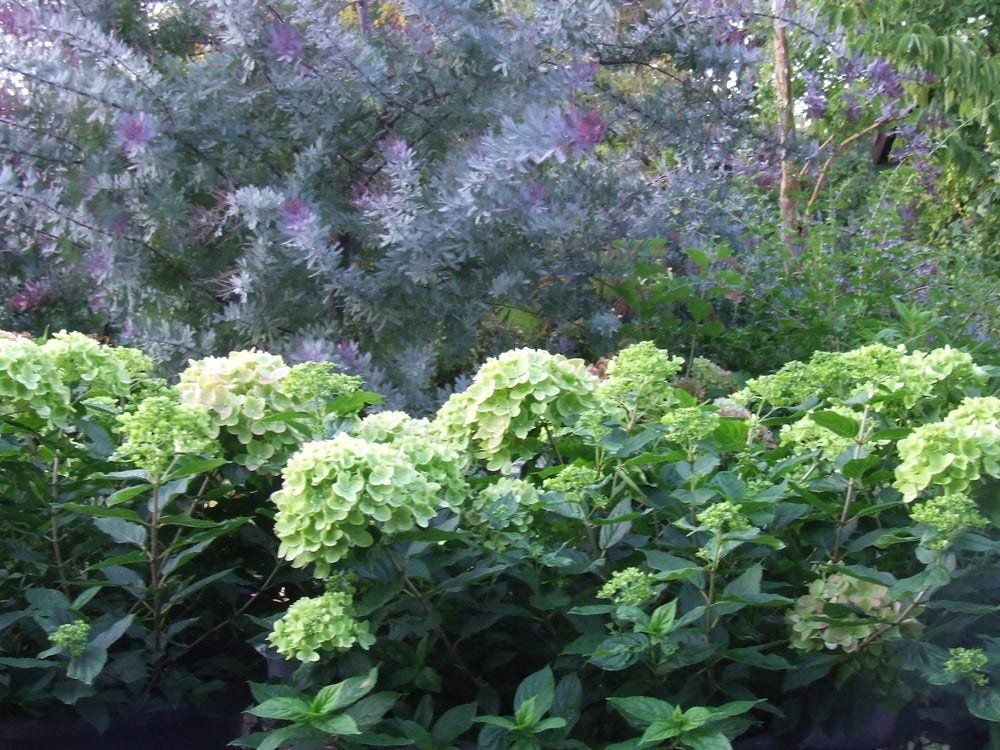  Pluimhortensia (Hydrangea Paniculata 'Little Lime')