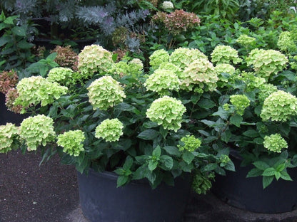  Pluimhortensia (Hydrangea Paniculata 'Little Lime')
