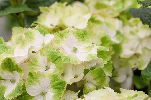  Hortensia (Hydrangea Magical Noblesse)
