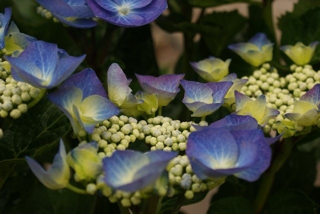  Hortensia (Hydrangea Macrophylla 'Blaumeise')