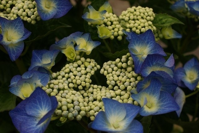  Hortensia (Hydrangea Macrophylla 'Blaumeise')