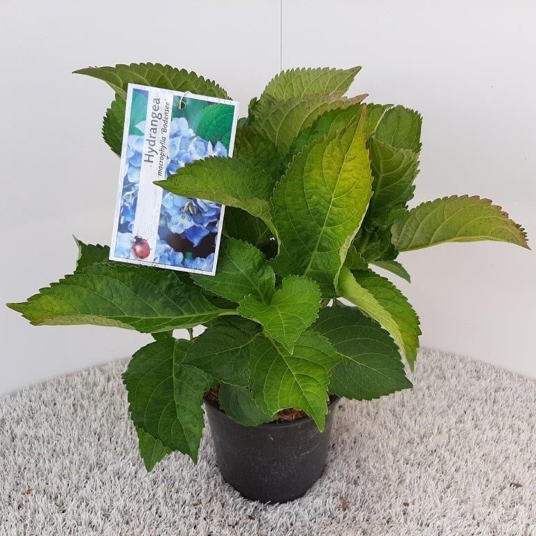 Hortensia (Hydrangea Macrophylla 'Bodensee')