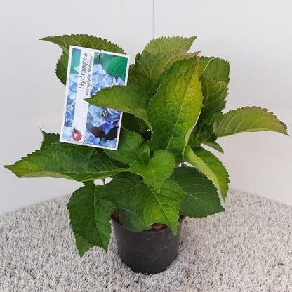  Hortensia (Hydrangea Macrophylla 'Bodensee')