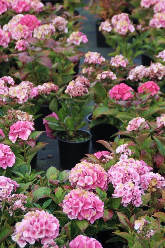  Hortensia (Hydrangea Macrophylla 'Bodensee')