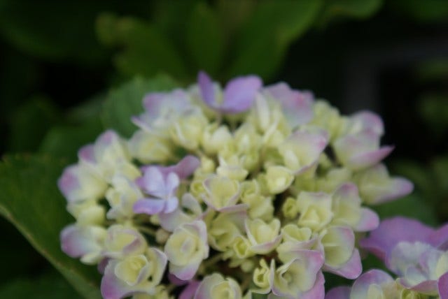  Hortensia (Hydrangea Macrophylla 'Bodensee')