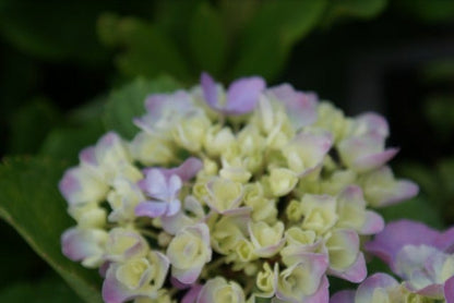  Hortensia (Hydrangea Macrophylla 'Bodensee')