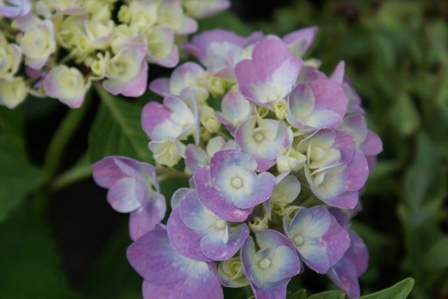  Hortensia (Hydrangea Macrophylla 'Bodensee')