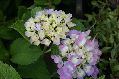  Hortensia (Hydrangea Macrophylla 'Bodensee')