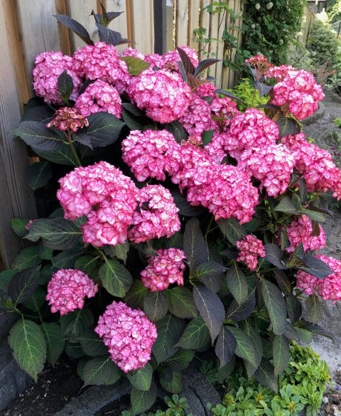  Hortensia (Hydrangea Macrophylla 'Miss Saori')