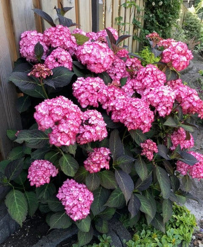 Hortensia (Hydrangea Macrophylla 'Miss Saori')