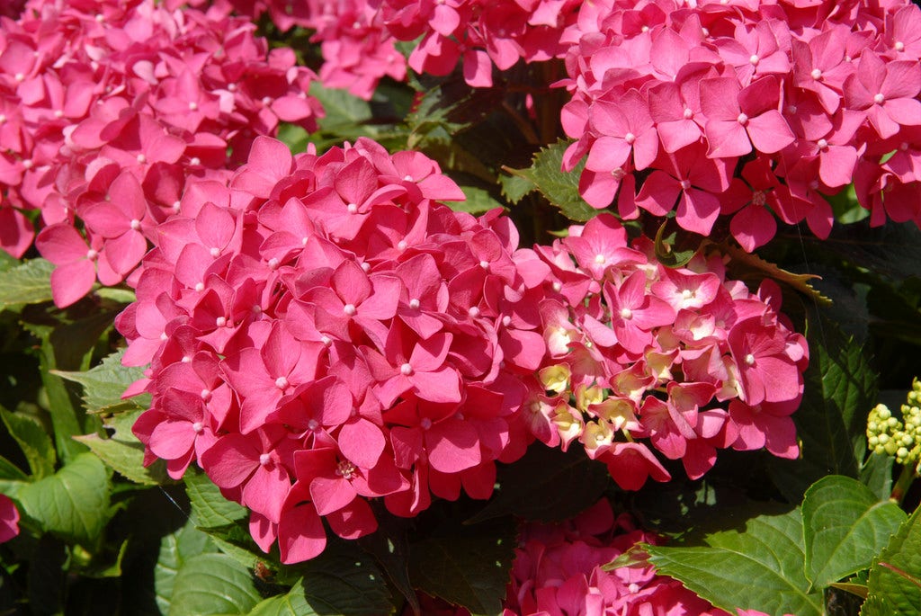  Hortensia (Hydrangea Macrophylla 'Tovelit')