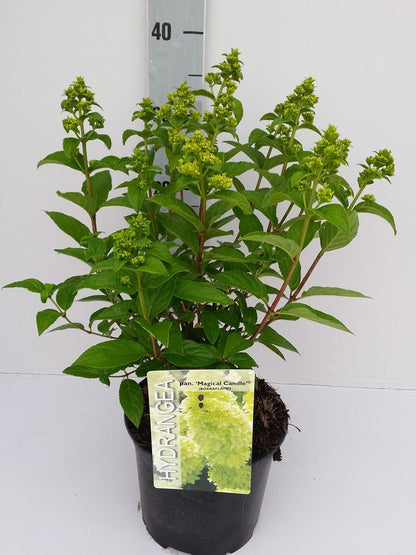  Pluimhortensia (Hydrangea Paniculata 'Magical Candle')