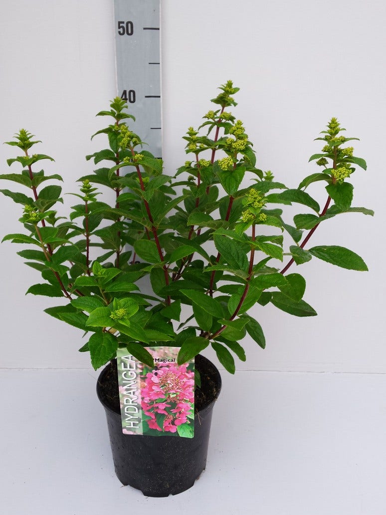  Pluimhortensia (Hydrangea Paniculata 'Magical Fire')