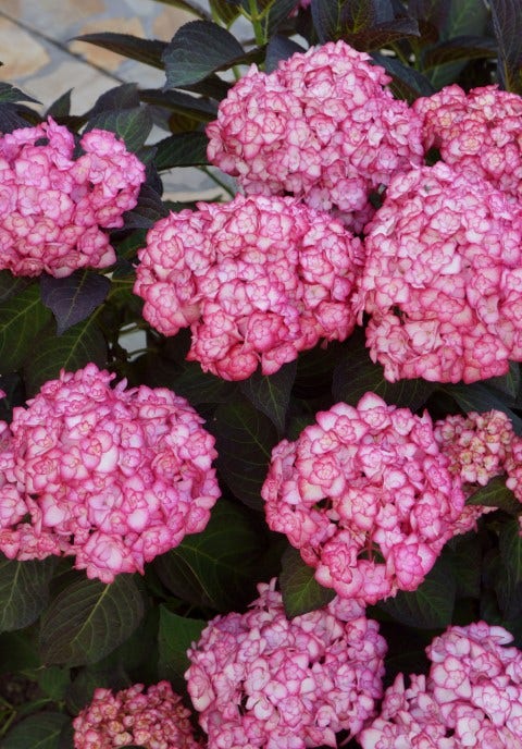  Hortensia (Hydrangea Macrophylla 'Miss Saori')