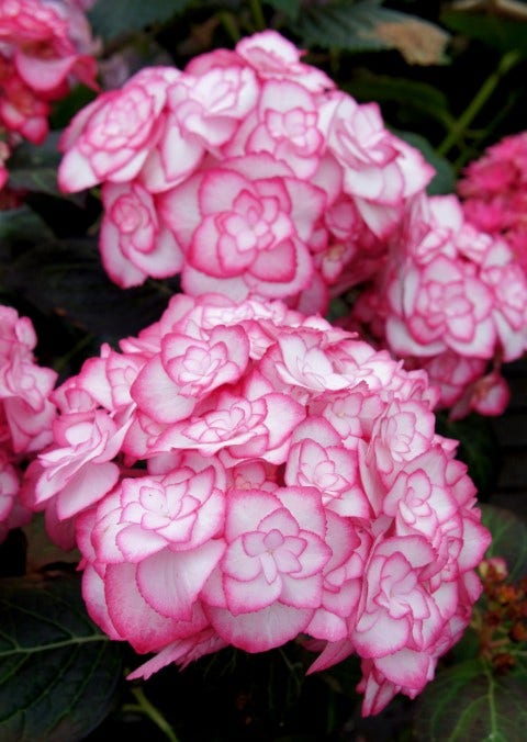  Hortensia (Hydrangea Macrophylla 'Miss Saori')