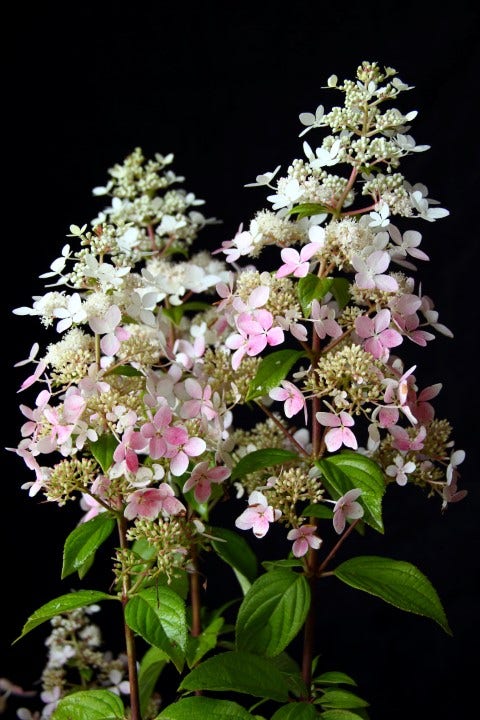  Pluimhortensia (Hydrangea Paniculata 'Confetti')