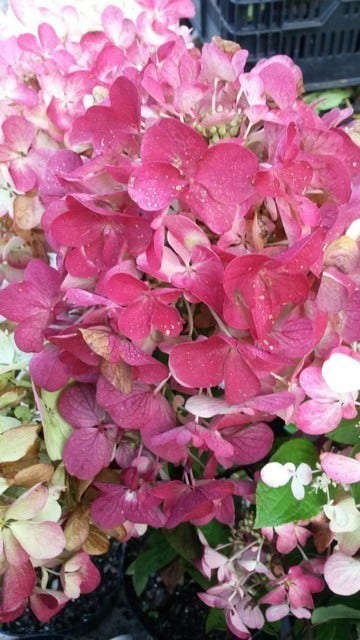  Pluimhortensia (Hydrangea Paniculata 'Diamant Rouge')