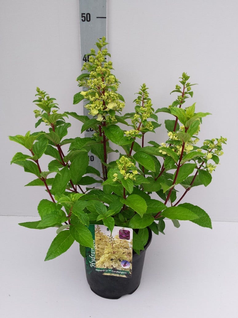  Pluimhortensia (Hydrangea Paniculata 'Candlelight')