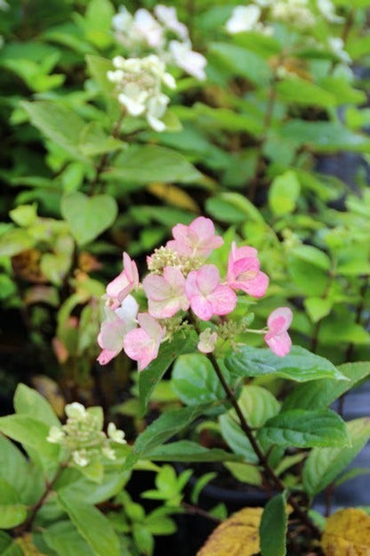  Pluimhortensia (Hydrangea Paniculata 'Dart's Little Dot')
