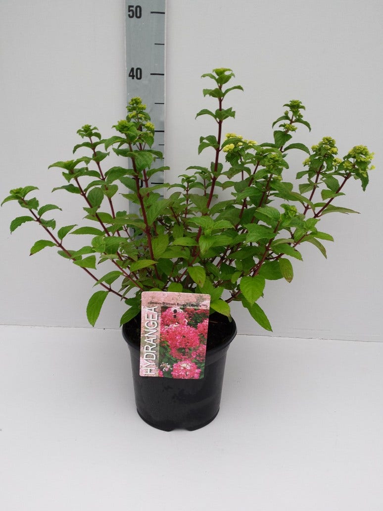  Pluimhortensia (Hydrangea Paniculata 'Diamant Rouge')