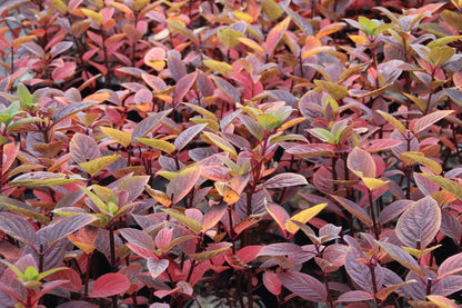  Pluimhortensia (Hydrangea Paniculata 'Early Sensation')