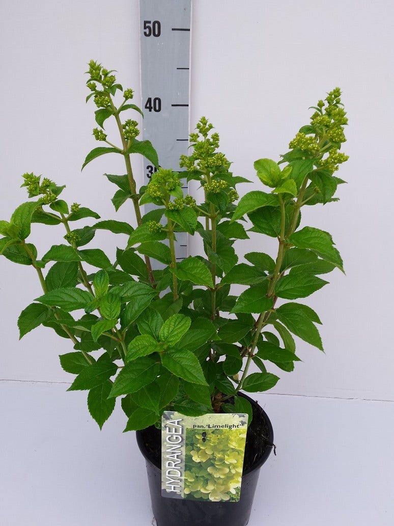  Pluimhortensia (Hydrangea Paniculata 'Limelight'®)
