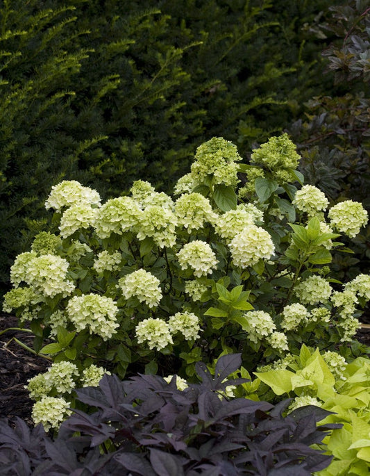  Pluimhortensia (Hydrangea Paniculata 'Little Lime')