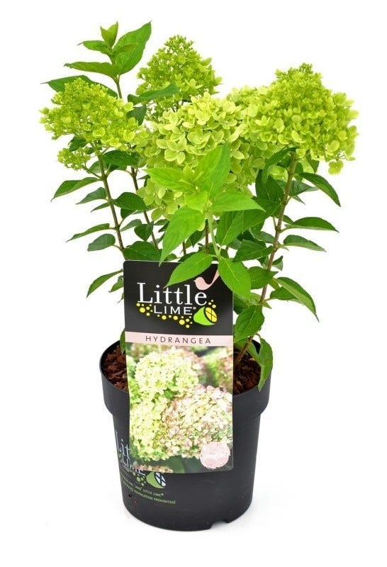  Pluimhortensia (Hydrangea Paniculata 'Little Lime')