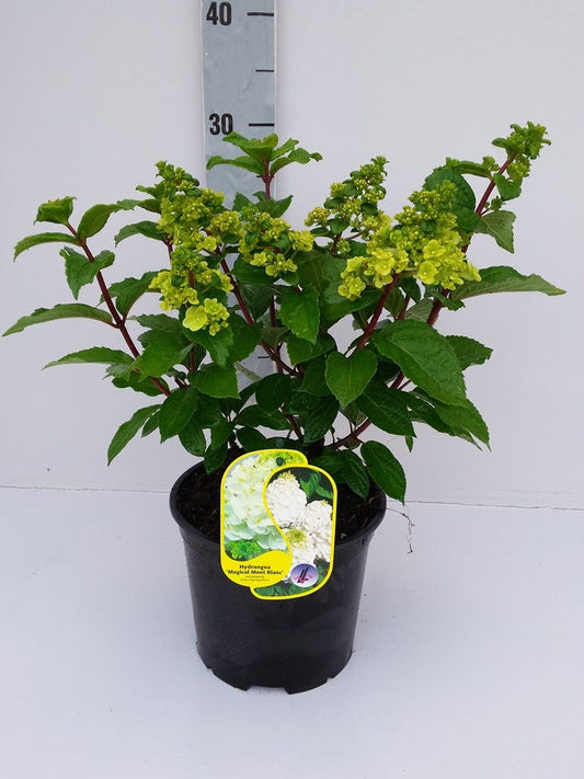  Pluimhortensia (Hydrangea Paniculata 'Magical Mont Blanc')