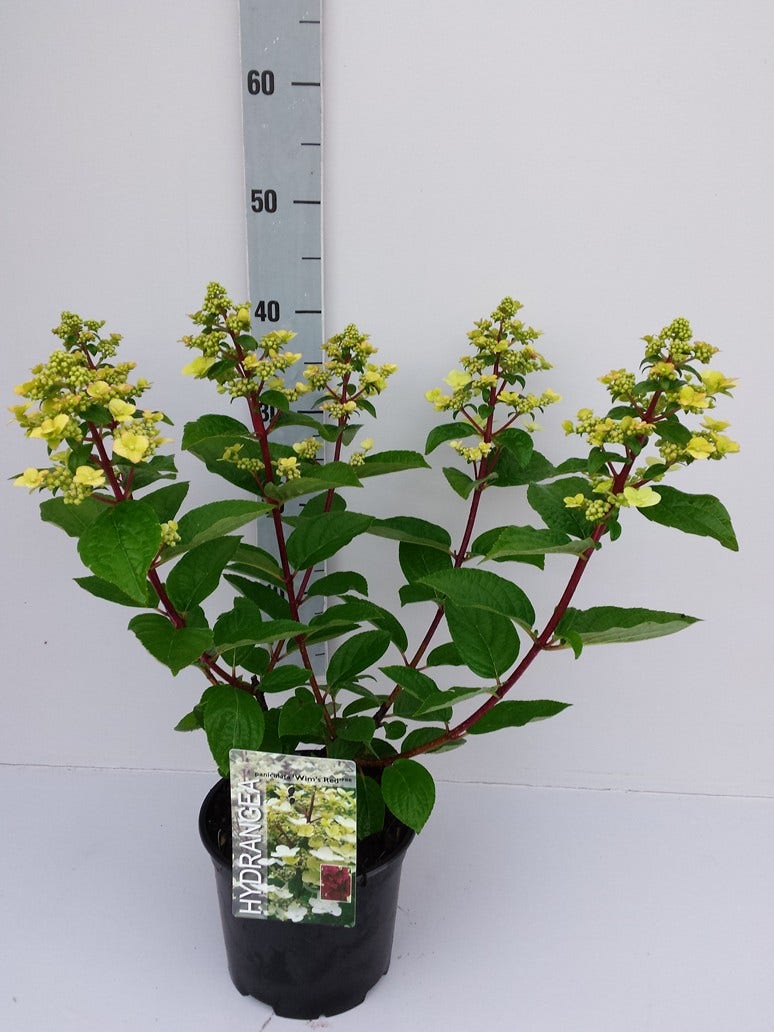  Pluimhortensia (Hydrangea Paniculata 'Wim's Red')