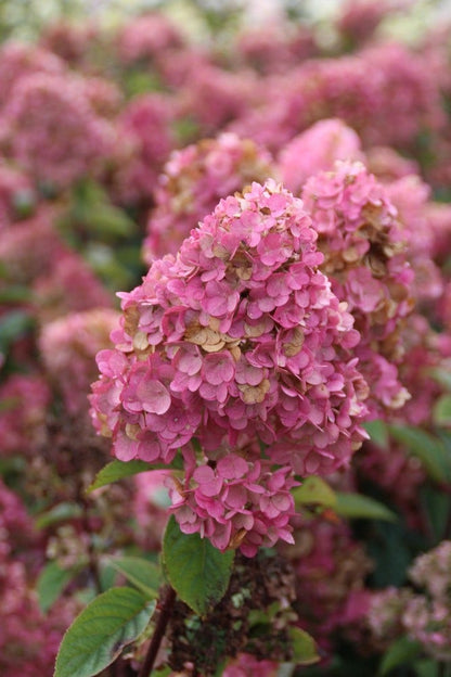  Pluimhortensia (Hydrangea Paniculata 'Sundae Fraise')