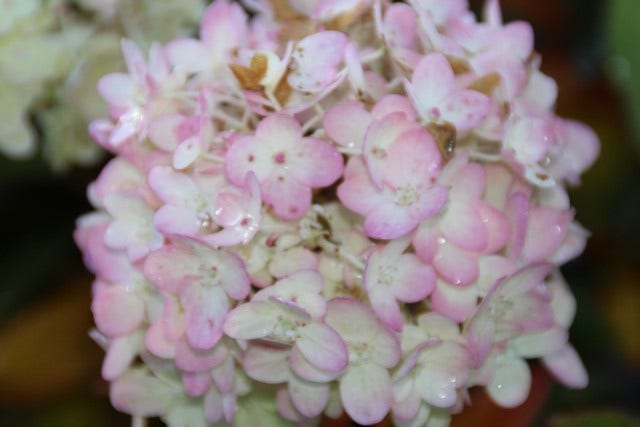  Pluimhortensia (Hydrangea Paniculata 'Bombshell')