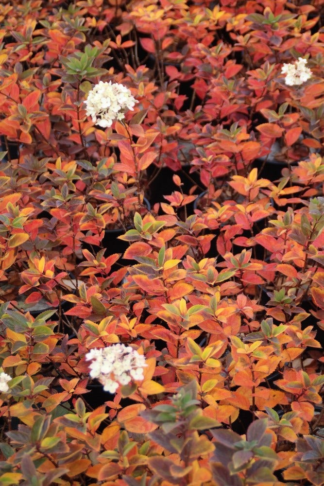  Pluimhortensia (Hydrangea Paniculata 'Bombshell')