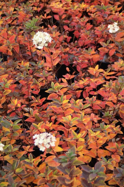  Pluimhortensia (Hydrangea Paniculata 'Bombshell')