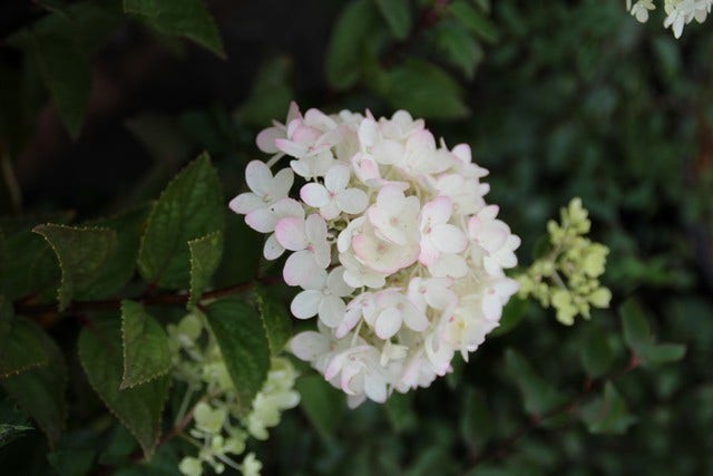  Pluimhortensia (Hydrangea Paniculata 'Bombshell')