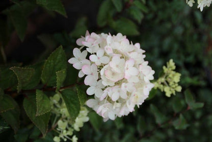  Pluimhortensia (Hydrangea Paniculata 'Bombshell')
