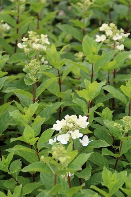  Pluimhortensia (Hydrangea Paniculata 'Dart's Little Dot')