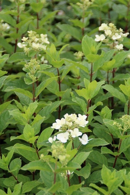  Pluimhortensia (Hydrangea Paniculata 'Dart's Little Dot')