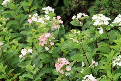  Pluimhortensia (Hydrangea Paniculata 'Dart's Little Dot')