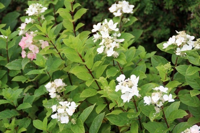  Pluimhortensia (Hydrangea Paniculata 'Dart's Little Dot')