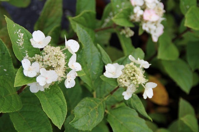  Pluimhortensia (Hydrangea Paniculata 'Dart's Little Dot')