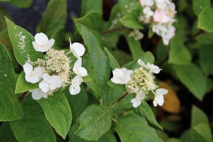  Pluimhortensia (Hydrangea Paniculata 'Dart's Little Dot')