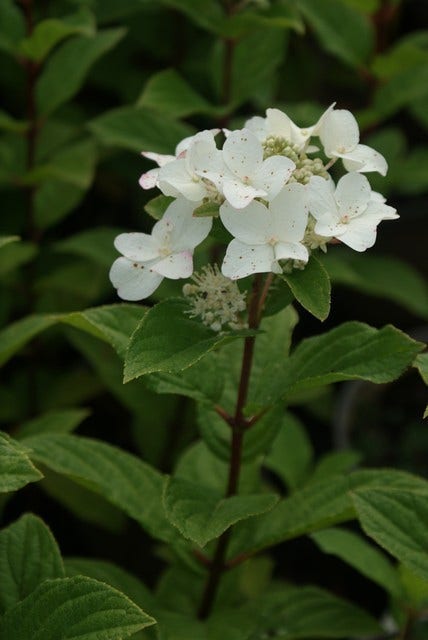  Pluimhortensia (Hydrangea Paniculata 'Dart's Little Dot')