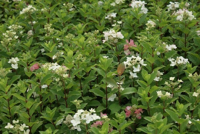  Pluimhortensia (Hydrangea Paniculata 'Dart's Little Dot')